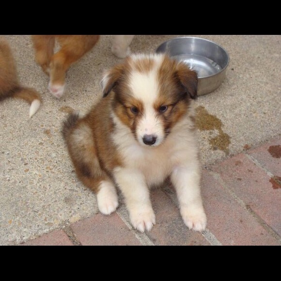 Meet your Posher, Kim - Picture 11 of 14